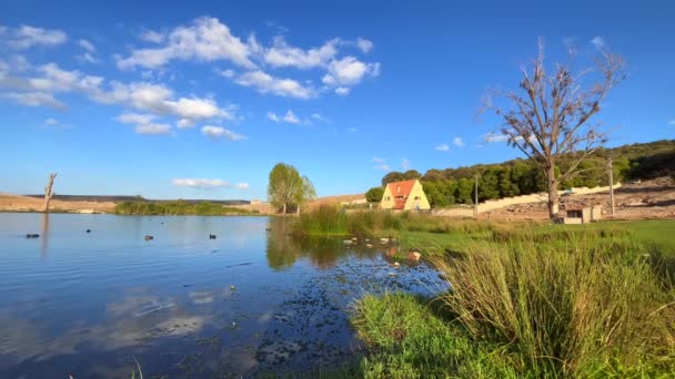 Perdrix Oiseaux Canards Nageant Sur Lac — Video