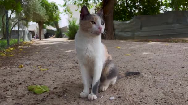 屋外に一人で立つ猫 — ストック動画
