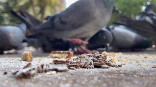 Flock Duvor Som Äter Från Marken Ett Torg — Stockvideo