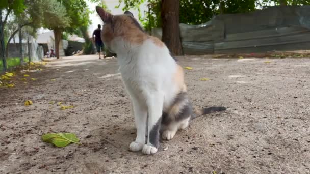 Уличная Кошка Стоящая Одна Улице — стоковое видео