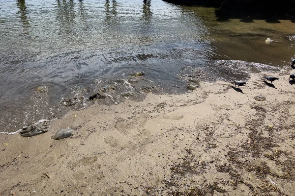 死了的水母在沙滩上 — 图库照片