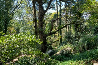 Sintra 'daki Pena Ulusal Sarayı' nın yanındaki yolun karşısındaki parka bak.