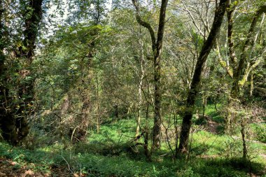 Sintra 'daki Pena Ulusal Sarayı' nın yanındaki yolun karşısındaki parka bak.