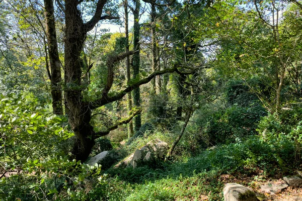 Vista Parque Sobre Estrada Lado Palácio Nacional Pena Sintra — Fotografia de Stock