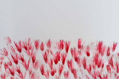 parlak, kırmızı çiçeklerin arka planı, kabarık cilt yüzeyi