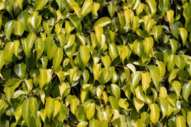 Parlak yeşil incir yapraklarının arkaplanı güneşte