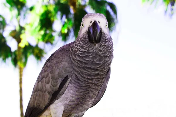 Pozadí Zblízka Roztomilý Papoušek — Stock fotografie