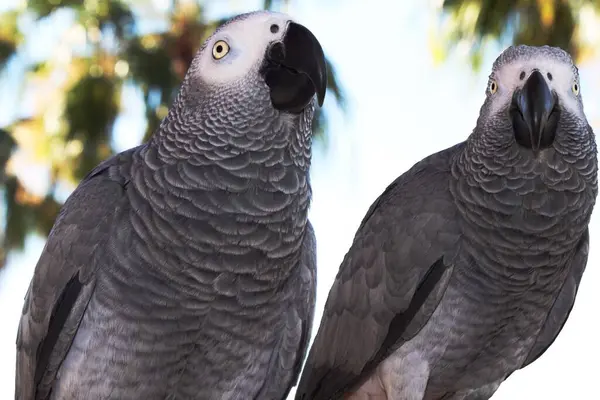 Background Close Cute Parrots — Stock Photo, Image