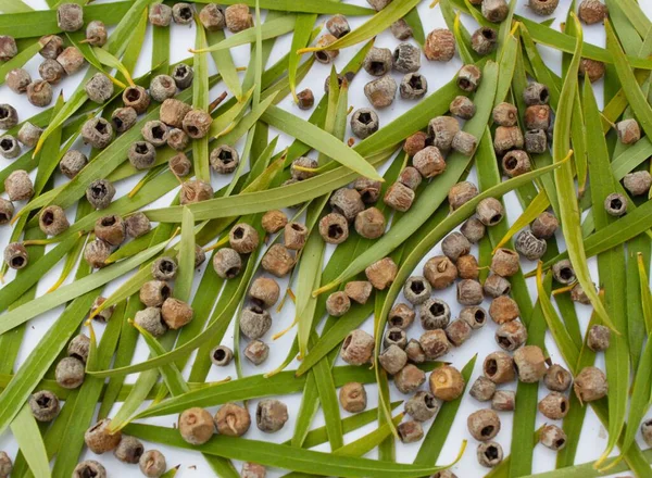 Grüne Blätter Und Samen Auf Weißem Hintergrund Nahaufnahme — Stockfoto