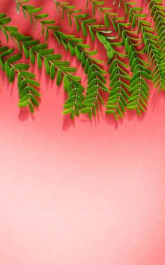 Pembe arka planda noel ağacı dalları, metin için boşluk