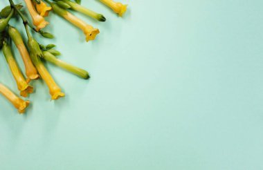 Bir demet bahar sarısı çiçek, arka plan 