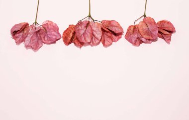 Pembe arkaplanda pembe yapraklı dallar, metin için boşluk