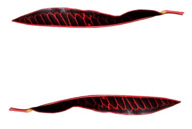 Beyaz arkaplanda iki siyah-kırmızı croton yaprağı, metin için boşluk