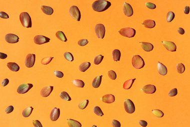 arkaplan, kırmızı ve yeşil küçük yapraklar turuncu arkaplanda