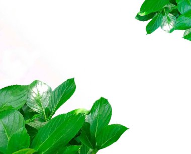 metin için yeşil yapraklar çerçeve, arkaplan, boşluk