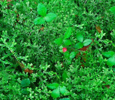 yemyeşil, yemyeşil ve arka planda bir kırmızı çilek