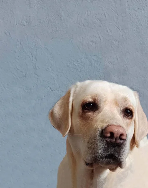 Retrato Cão Adulto Labrador Branco Fundo Cinza Lugar Para Texto — Fotografia de Stock