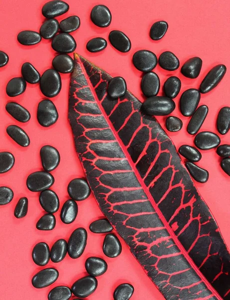 Schwarzes Und Rotes Schrittblatt Auf Rotem Hintergrund Mit Schwarzen Kieseln — Stockfoto