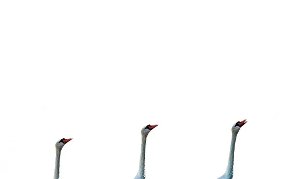 Row Three White Swan Heads Pointing Upwards White Background Space — Stock Photo, Image