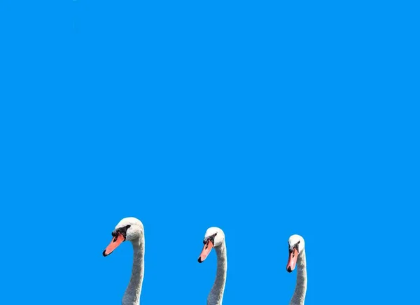 Three White Swan Heads Blue Background Space Text Background — Stockfoto