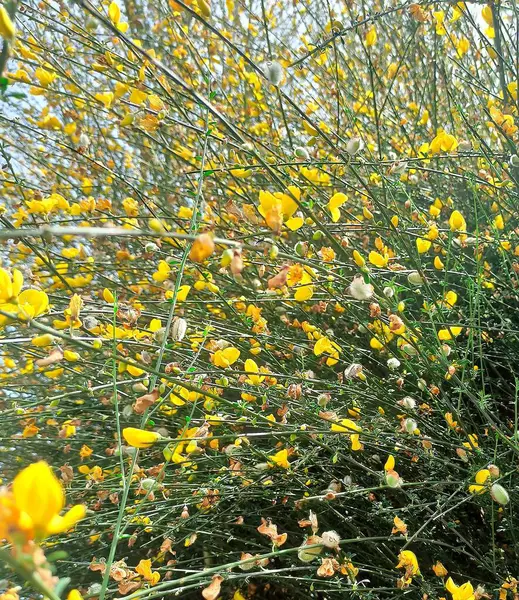 Bokor Sok Kis Sárga Virágok Közelről Virágos Háttér — Stock Fotó