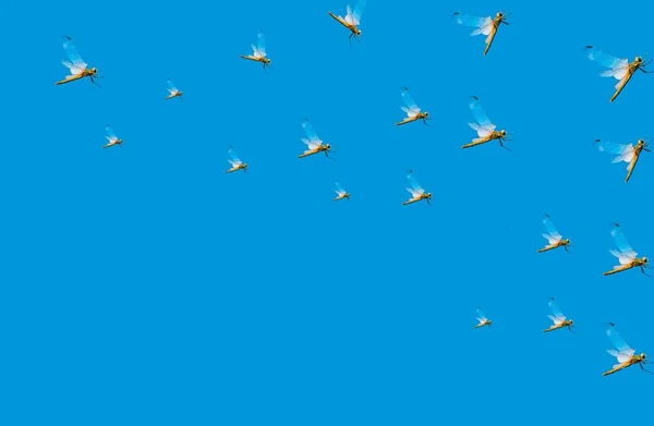 Létající Vážky Modrém Pozadí Prostor Pro Text — Stock fotografie