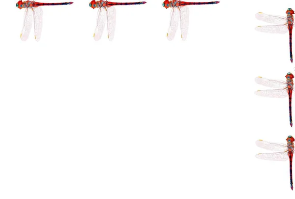 Beyaz Arkaplanda Yusufçuk Çerçevesi Metin Için Boşluk — Stok fotoğraf
