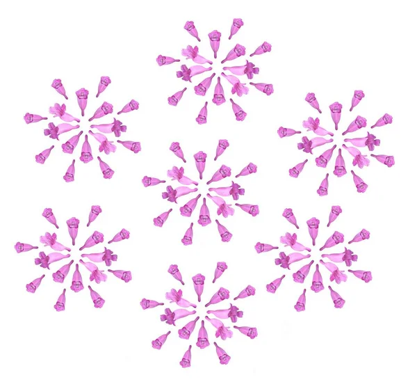 Квітковий Фон Орнамент Бузкових Квітів Формі Кулі Білому Фоні — стокове фото