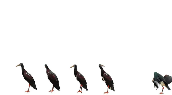 背景には白い背景に長いくちばしを持つ同じ大きさの黒い鳥の列テキストのためのスペース — ストック写真