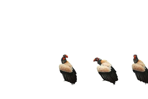 Background Three Vultures Different Positions White Background Space Text — Stockfoto