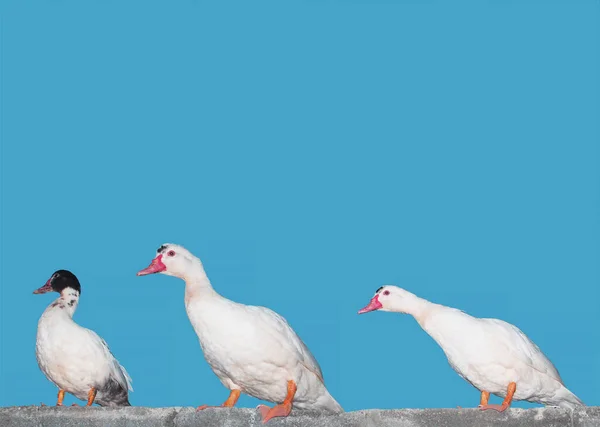 Três Patos Brancos Posições Diferentes Fundo Azul Espaço Para Tex — Fotografia de Stock