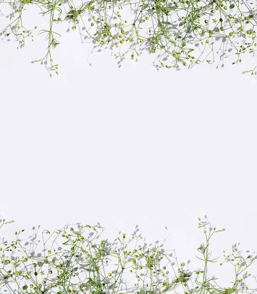 floral background, frame from a cobweb of delicate, thin, green  grass on a light background, space for text, background