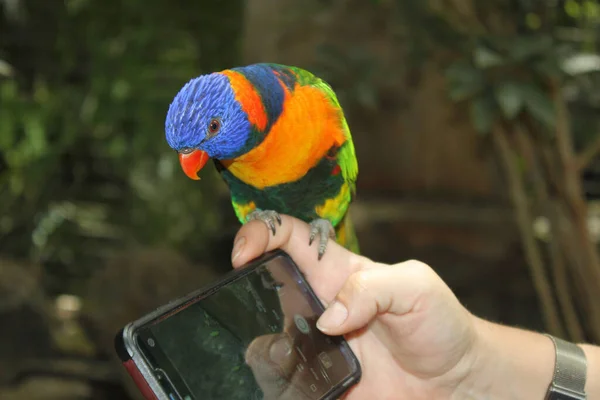 Background Parrot Lori Sits Woman Hand Looks Screen Mobile Phone — Stock Photo, Image