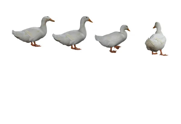 Background Four White Geese Row Different Positions White Background Space — Stock Photo, Image