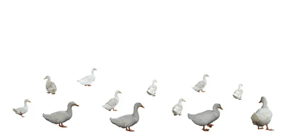 Background White Geese Different Positions White Background Space Text Birds — Stockfoto