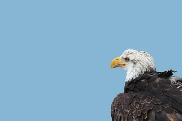 Pygargue Tête Blanche Lat Haliaeetus Leucocephalus Est Oiseau Proie Famille — Photo