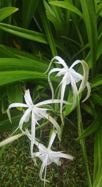 Çiçek arkaplan, üç çiçek beyaz, vahşi, tropikal zambak yağmur damlalarında yeşilliğin arka planında