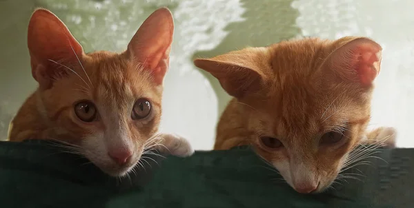 Achtergrond Twee Kleine Roodharige Katten Gluuren Uit Een Wazig Achtergrond — Stockfoto