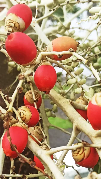 Blumiger Hintergrund Rote Beeren Auf Dem Brunch — Stockfoto