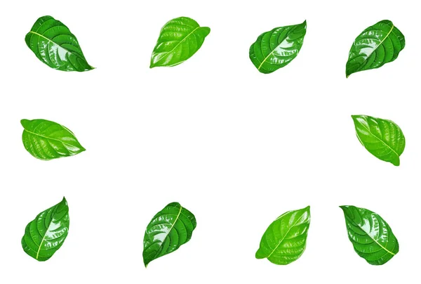Blumenhintergrund Rahmen Aus Glänzenden Grünen Blättern Auf Weißem Hintergrund Platz — Stockfoto