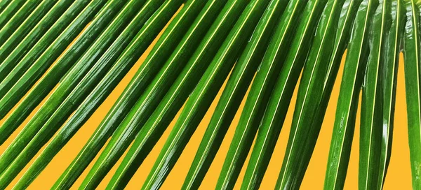 bright, shiny, long, green leaves on an orange background, floral background