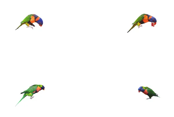 Background Four Lori Parrots Different Positions Corners Picture White Background — Stockfoto