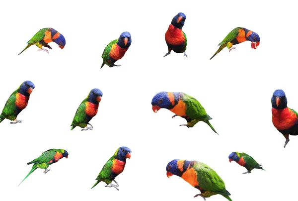 Background Many Lori Parrots Different Positions White Background — Stockfoto
