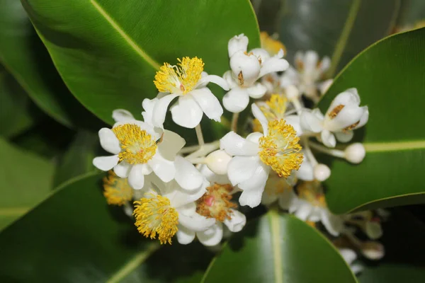 Floral Background Beautiful Inflorescence White Mangrove Flowers — ストック写真