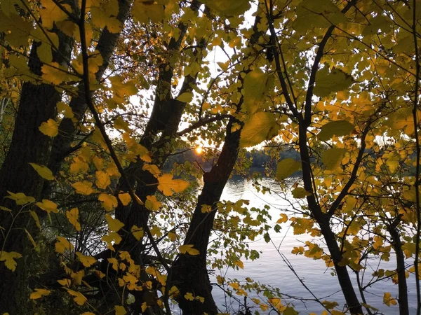 Sunset through the leaves of the autumn forest. The dark forest and yellow leaves are illuminated by the rays of the setting sun. through the branches you can see the water strip of the river