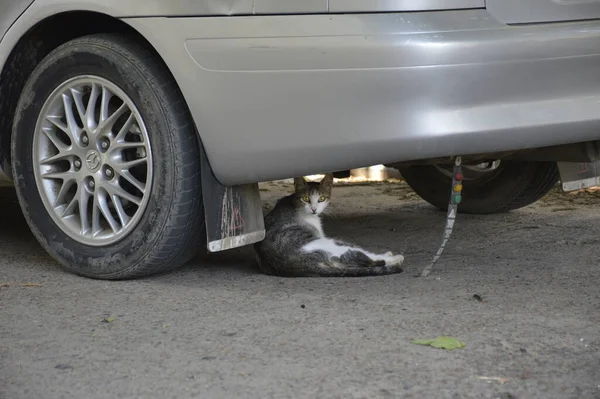 an adult cat lies on the street near the car wheel under the bottom of the car. Portrait of a homeless dirty cat on the street