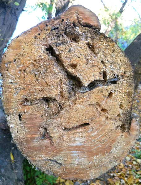 A cut stump of a forest tree eaten by carpenter beetles. Freshly cut stump, tree felling. felling of old and diseased trees, sanitary cleaning of the forest for better growth of healthy trees