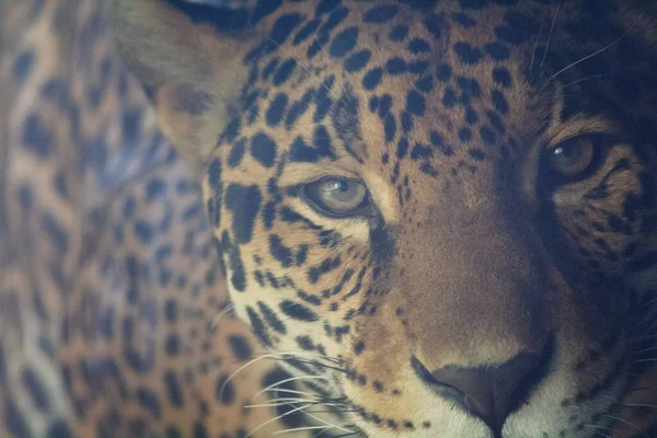 ジャガーの顔を近くで見ると — ストック写真