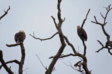 Etrafına tepeden bakan kel kartal