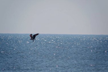 Balık avı, yiyecek avında. 